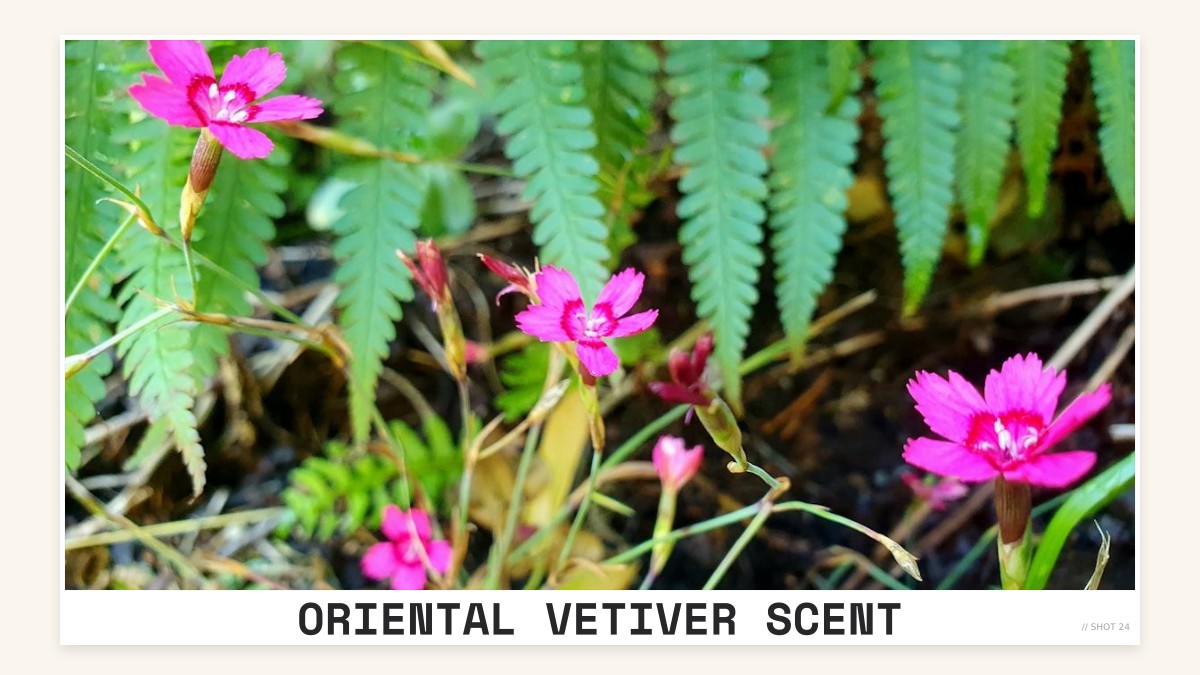 oriental vetiver scent
