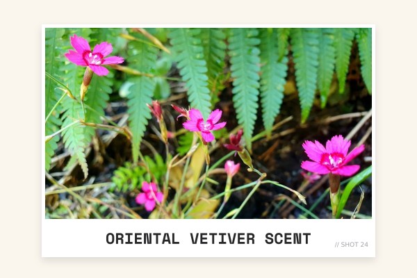 oriental vetiver scent
