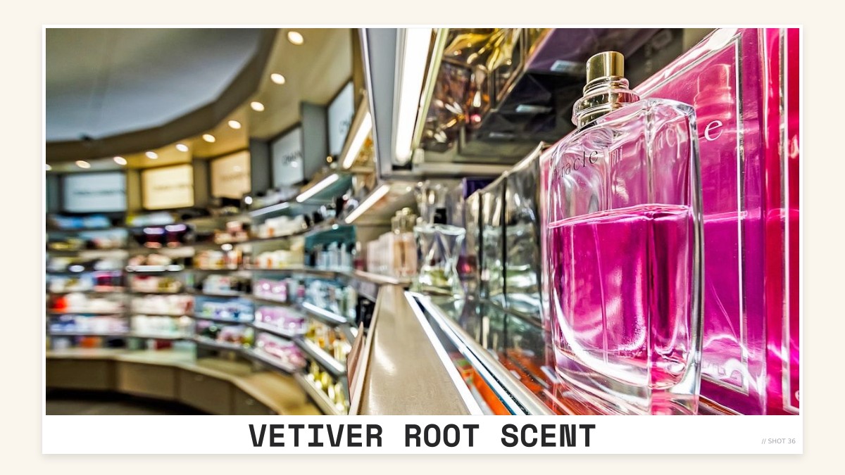 vetiver root scent